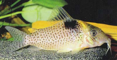 Corydoras sp. C75